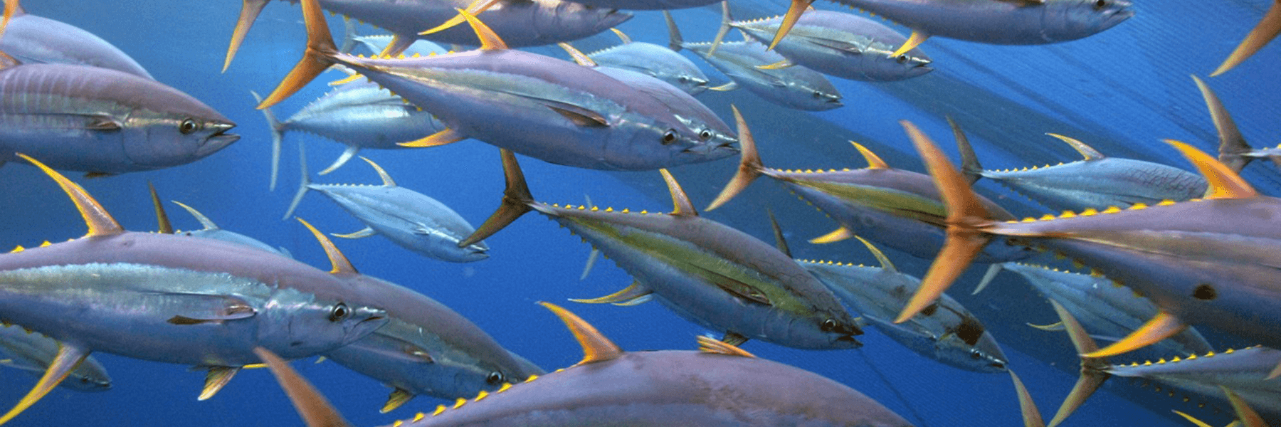 A school of yellowfin tuna. (Credit: Jeff Muir, NOAA) A school of yellowfin tuna. (Credit: Jeff Muir, NOAA)