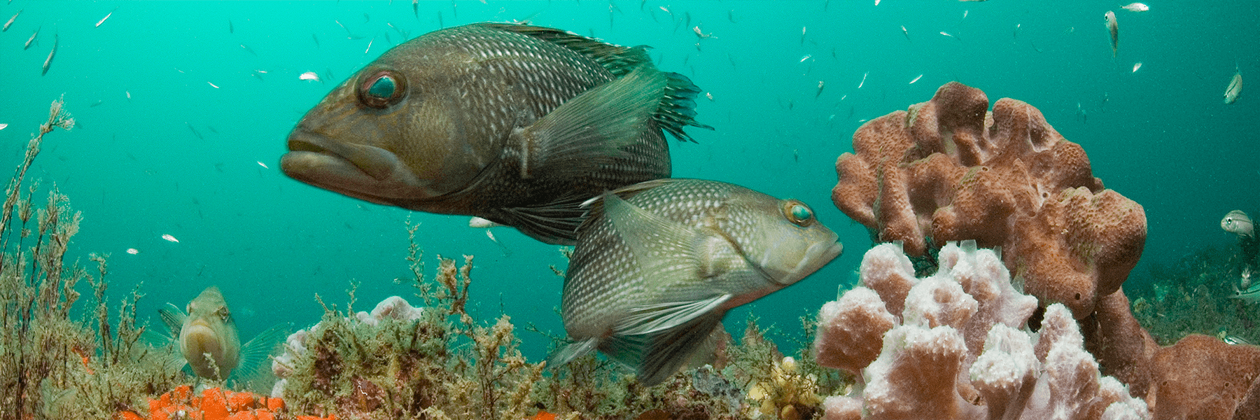 Black sea bass in Grays Reef National Marine Sanctuary (Credit: NOAA) Black sea bass in Grays Reef National Marine Sanctuary (Credit: NOAA)