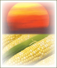 image of sun and corn