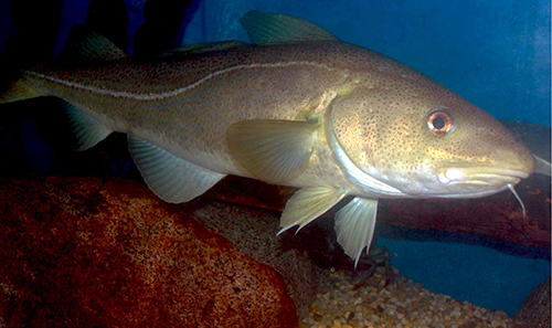 Atlantic cod (Credit: NOAA)