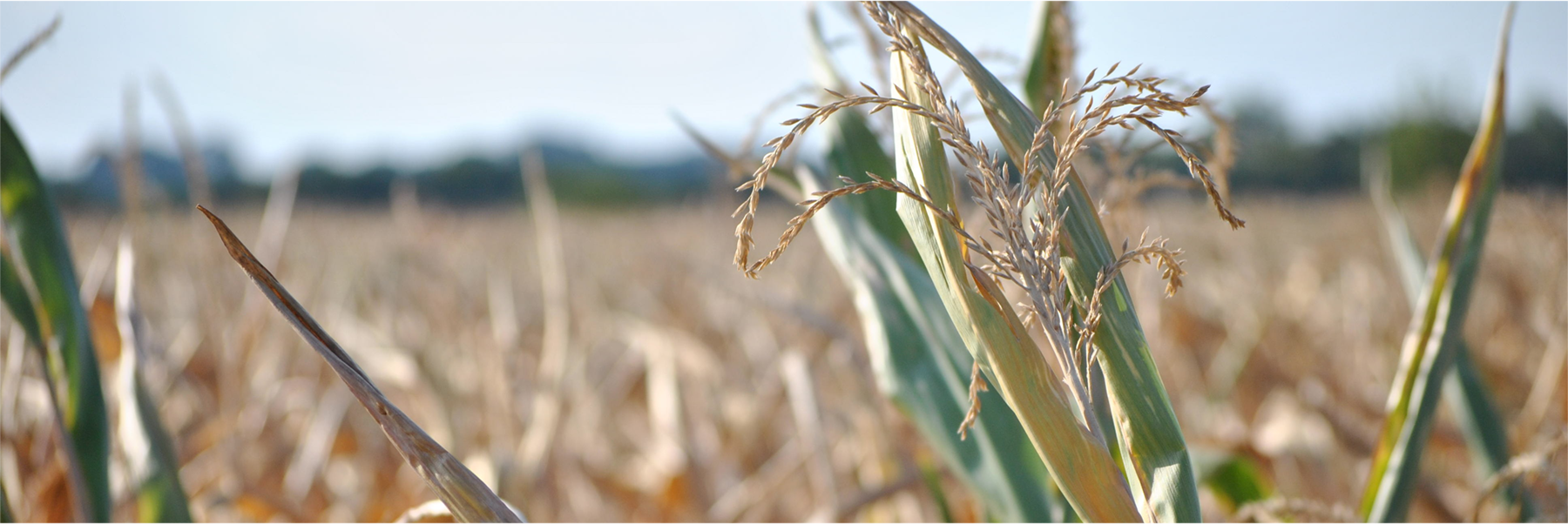 Dry cornfield, credit: pxhere.com