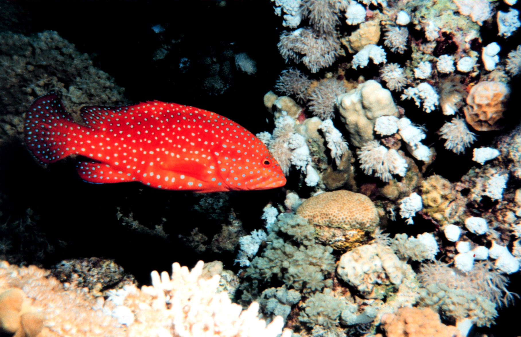A redspotted grouper among coral