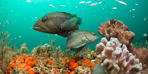 Black sea bass in Grays Reef National Marine Sanctuary (Credit: NOAA)