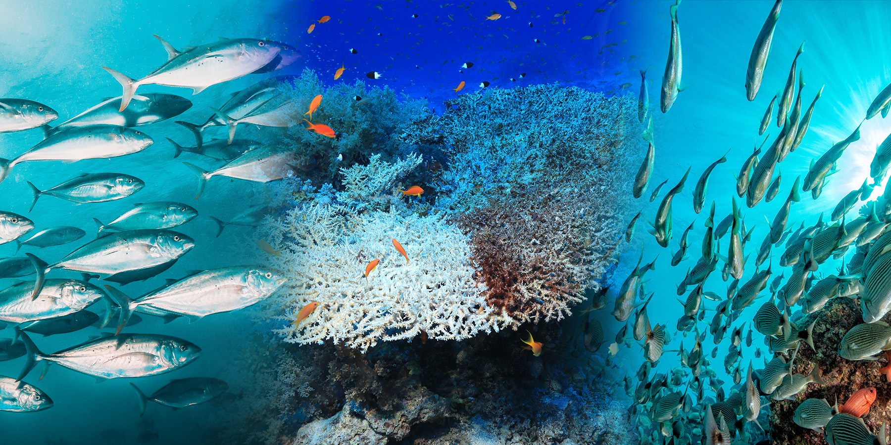 Image of a school of fish, a coral reef, and another school of fish.