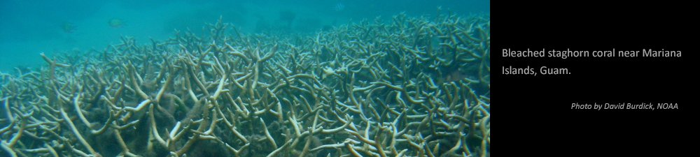 Bleached staghorn coral near Mariana Islands, Guam. Photo by David Burdick, NOAA