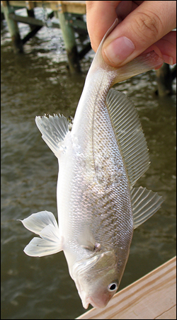 Croaker, Atlantic  Department Of Natural Resources Division