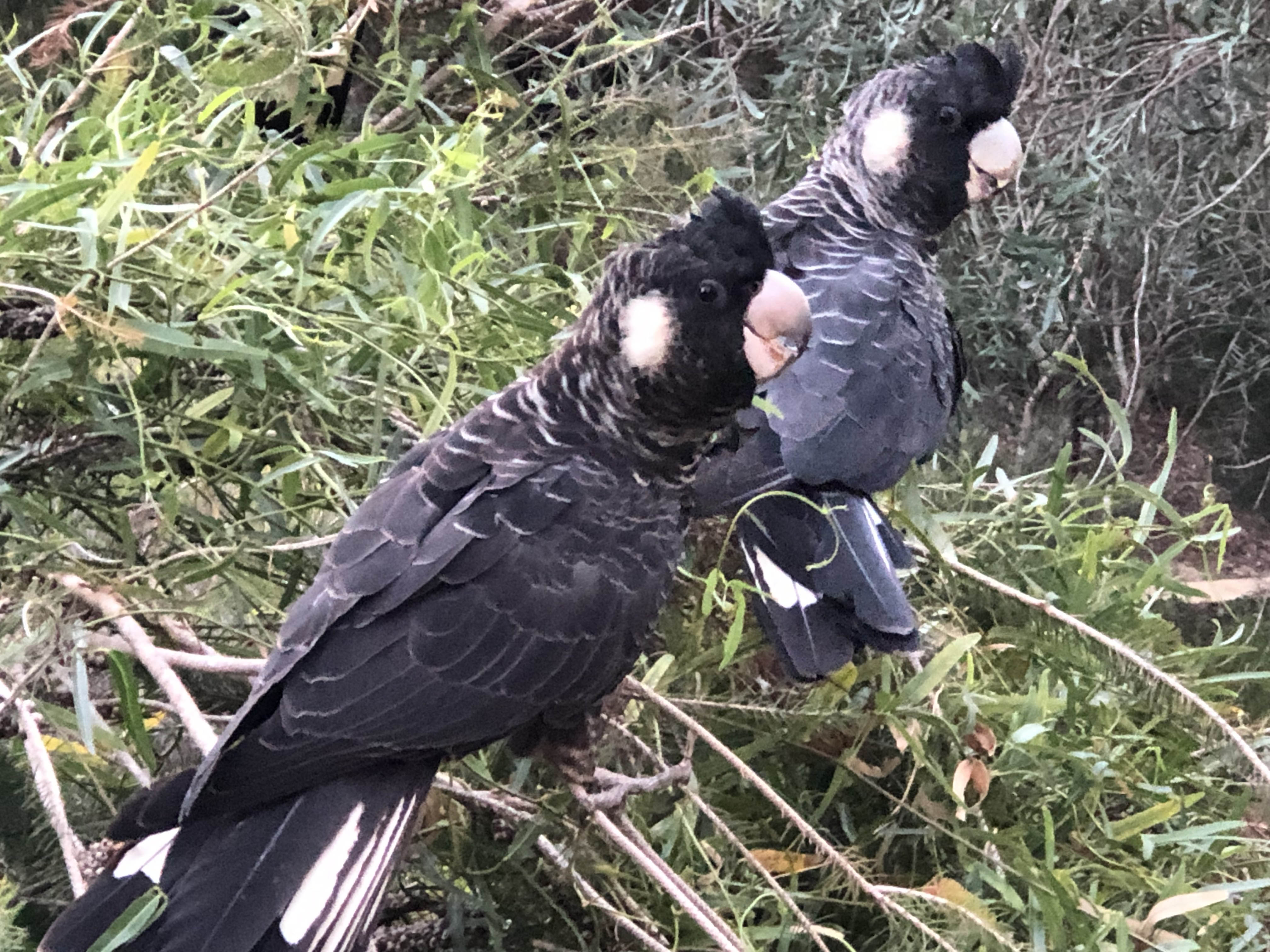 Two black birds in Fremantle, Australia