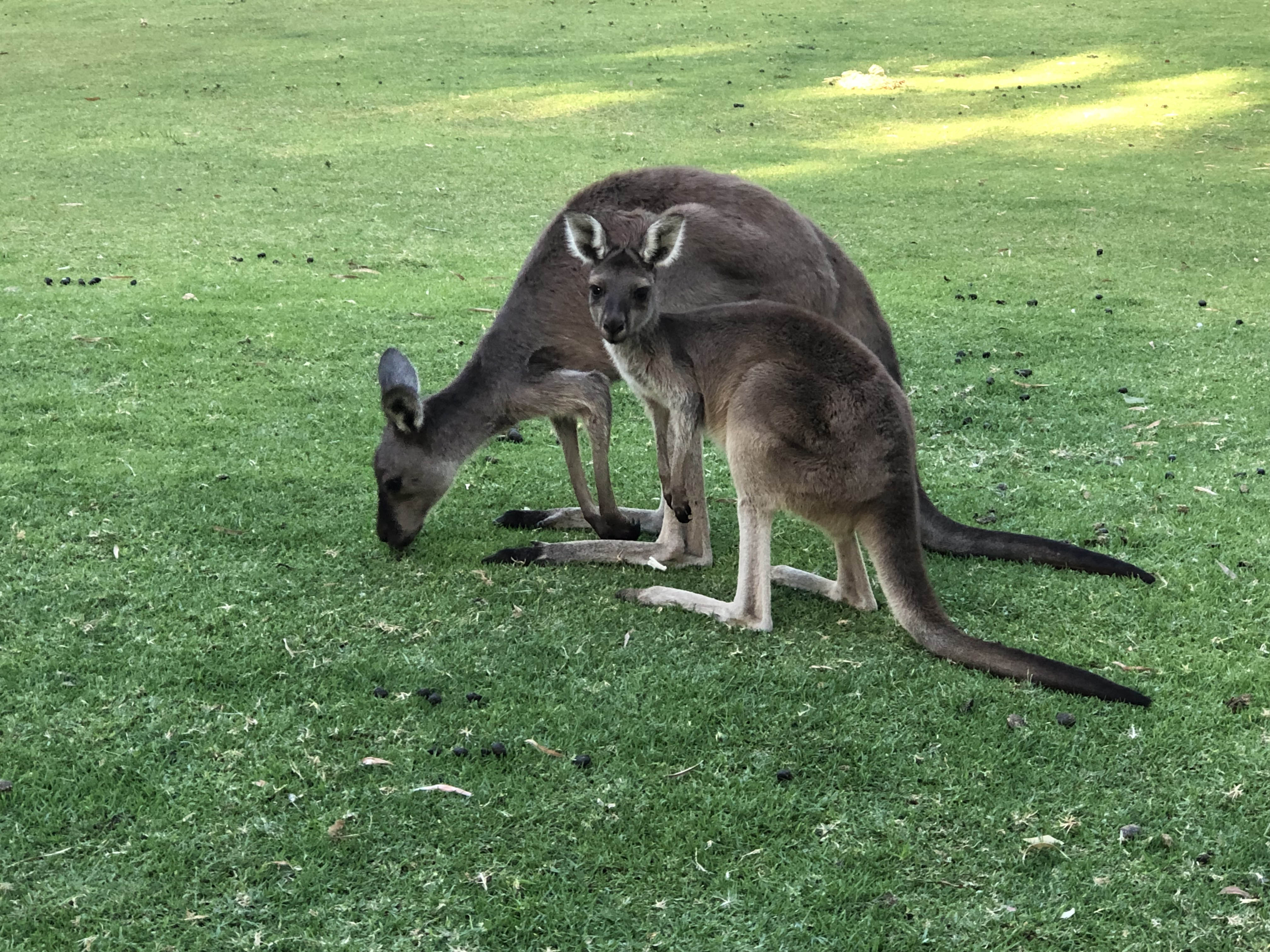 Kangaroo parent and joey in Fremantle, Australia